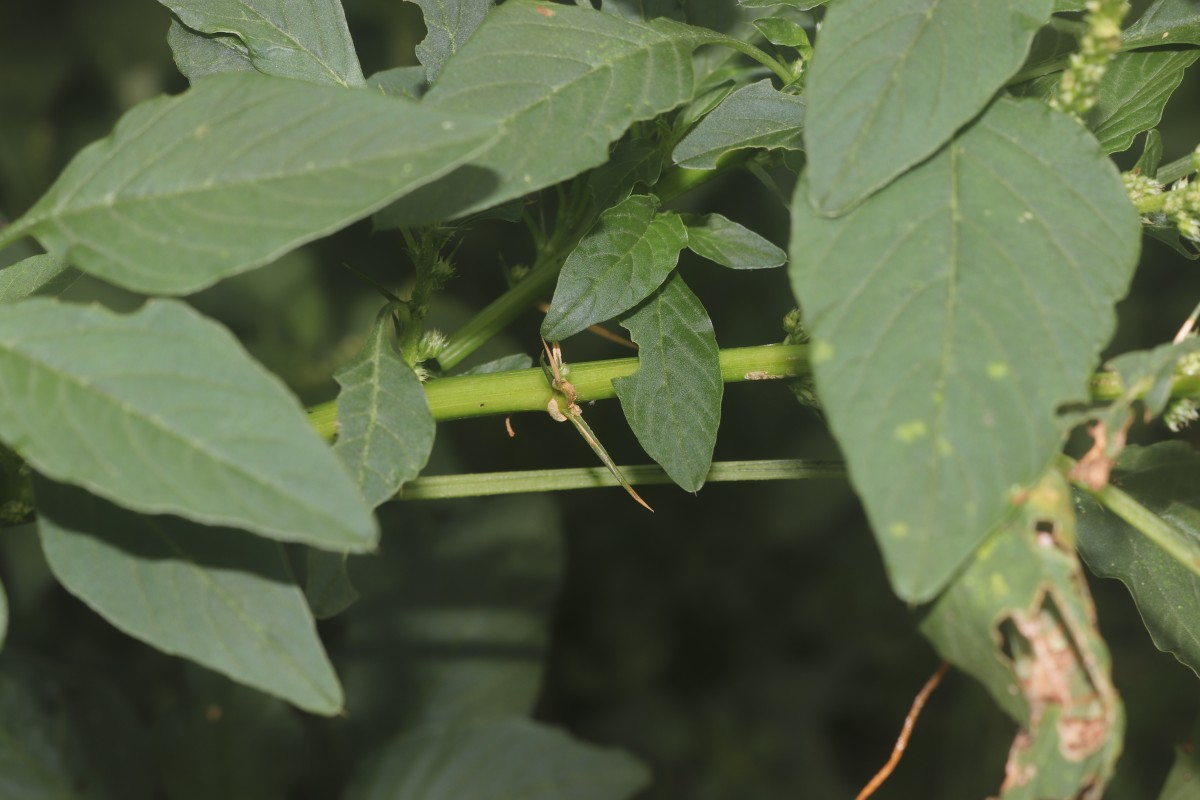 Amaranthus spinosus L.
