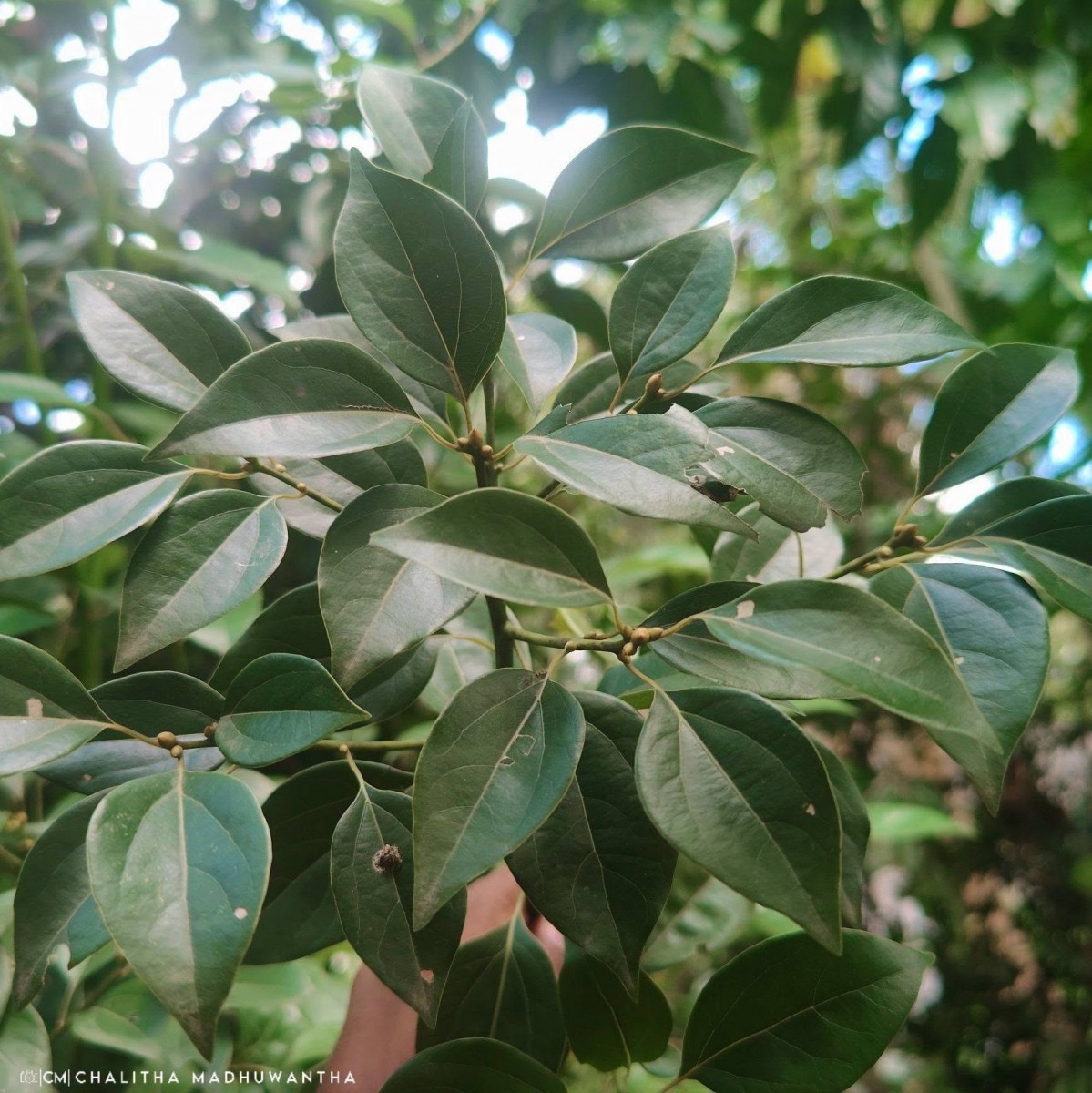 Camphora officinarum Boerh. ex Fabr.