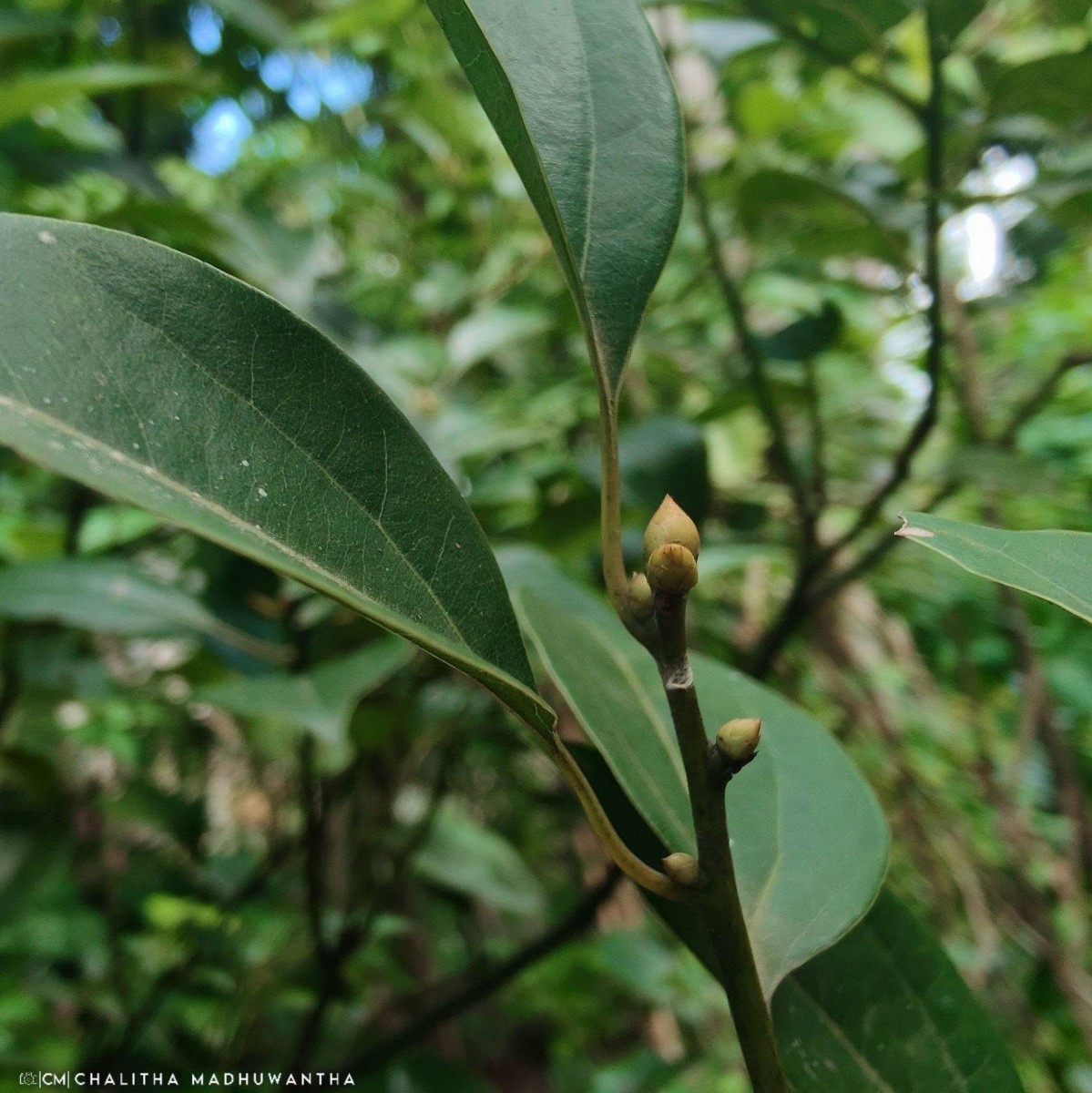 Camphora officinarum Boerh. ex Fabr.