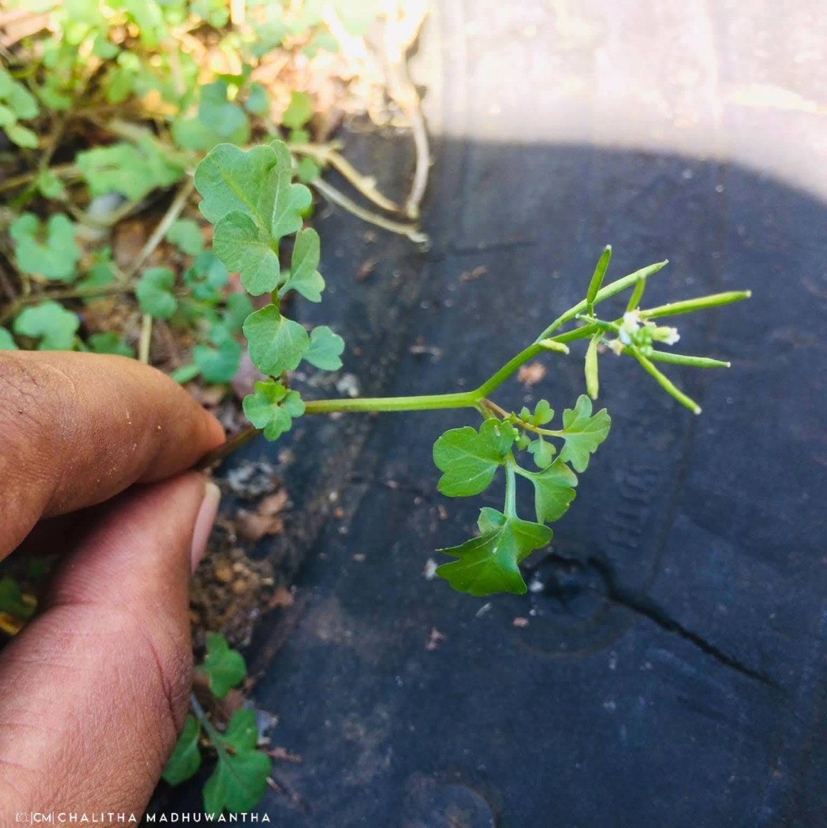 Cardamine hirsuta L.