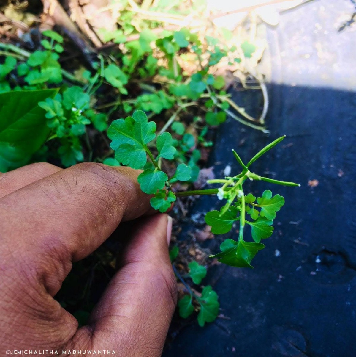 Cardamine hirsuta L.