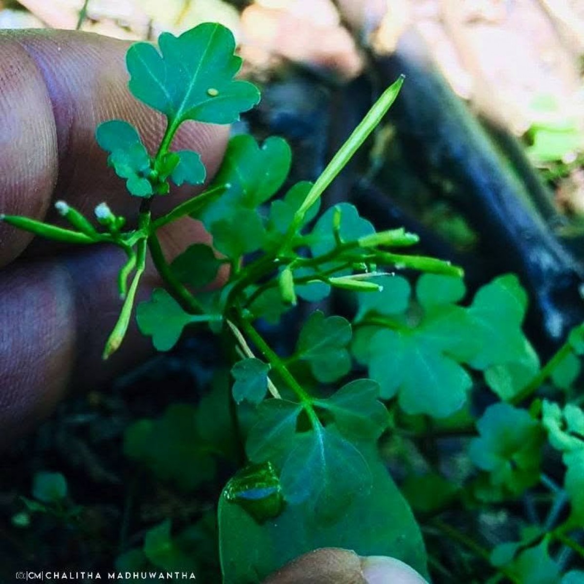 Cardamine hirsuta L.