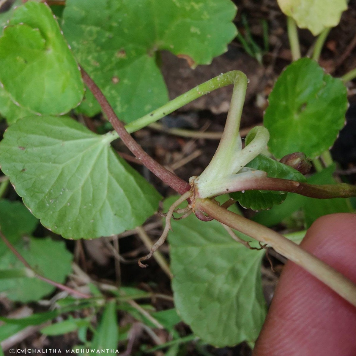 Centella asiatica (L.) Urb.