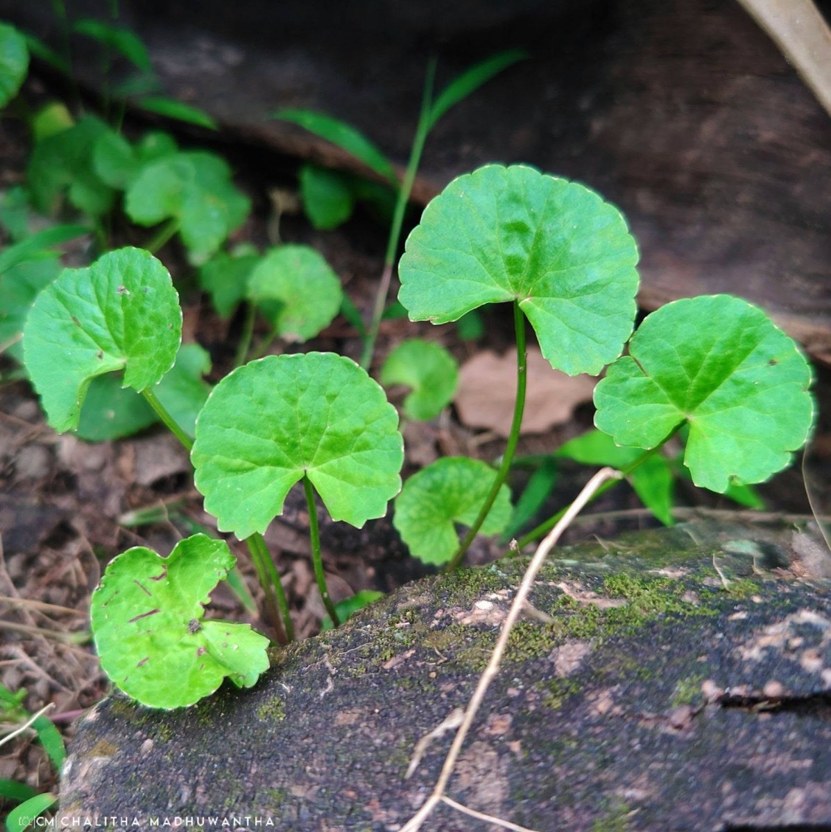 Centella asiatica (L.) Urb.