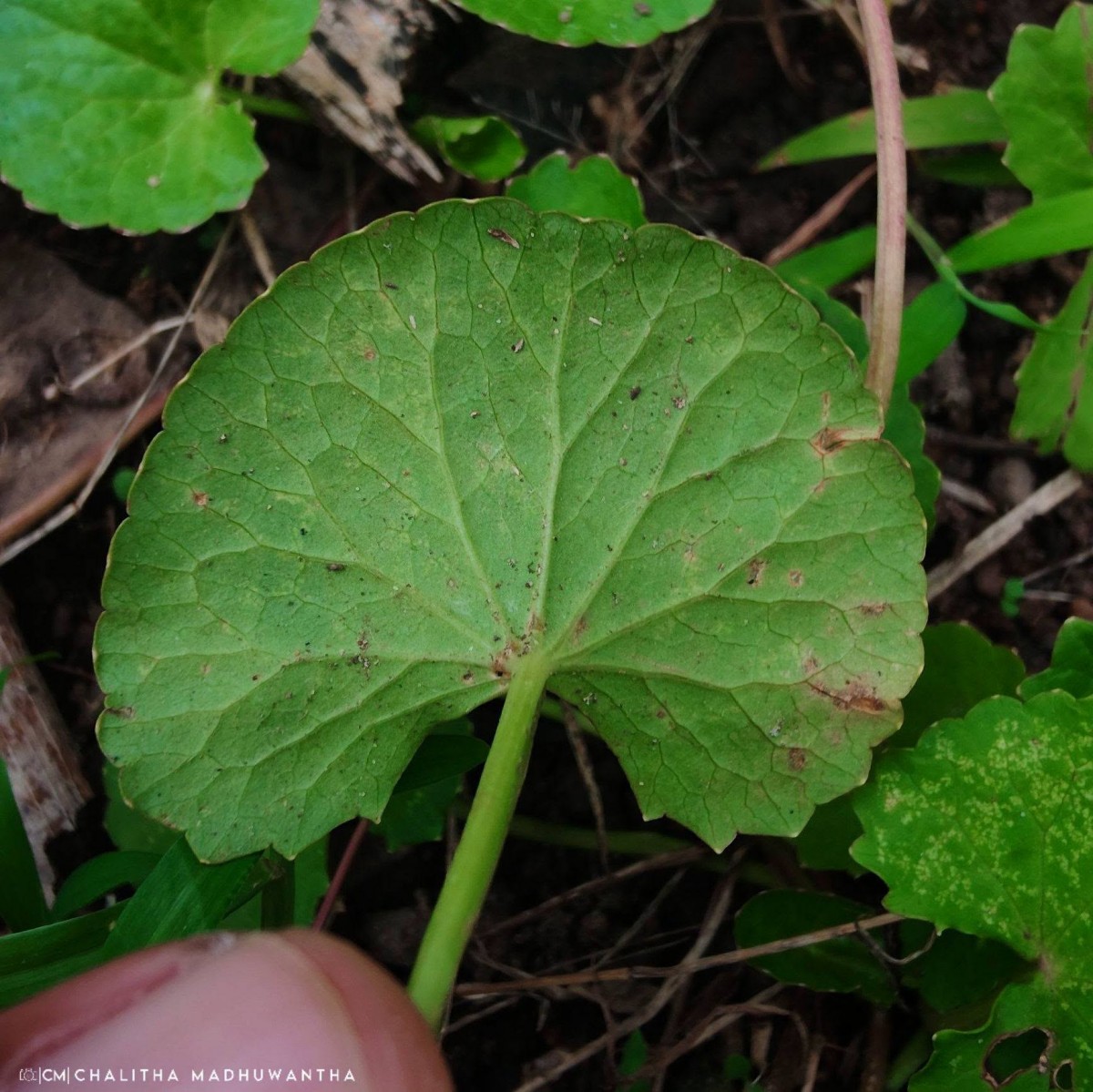 Centella asiatica (L.) Urb.