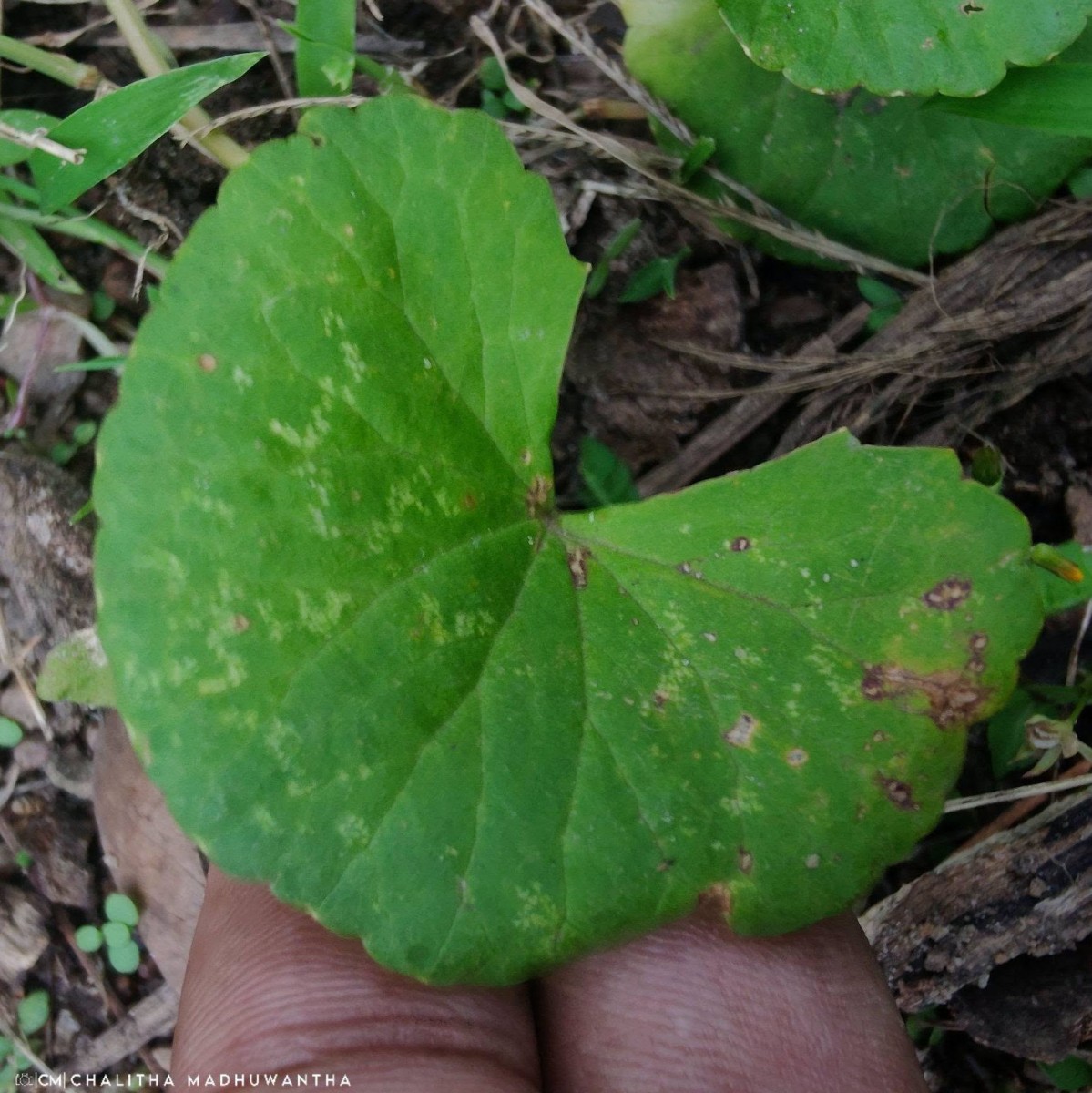 Centella asiatica (L.) Urb.
