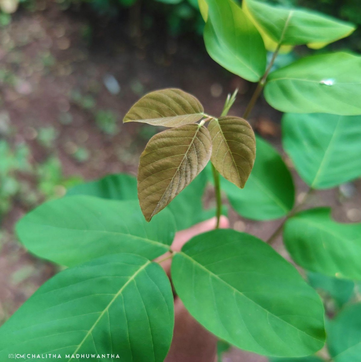 Dendrolobium umbellatum (L.) Benth.