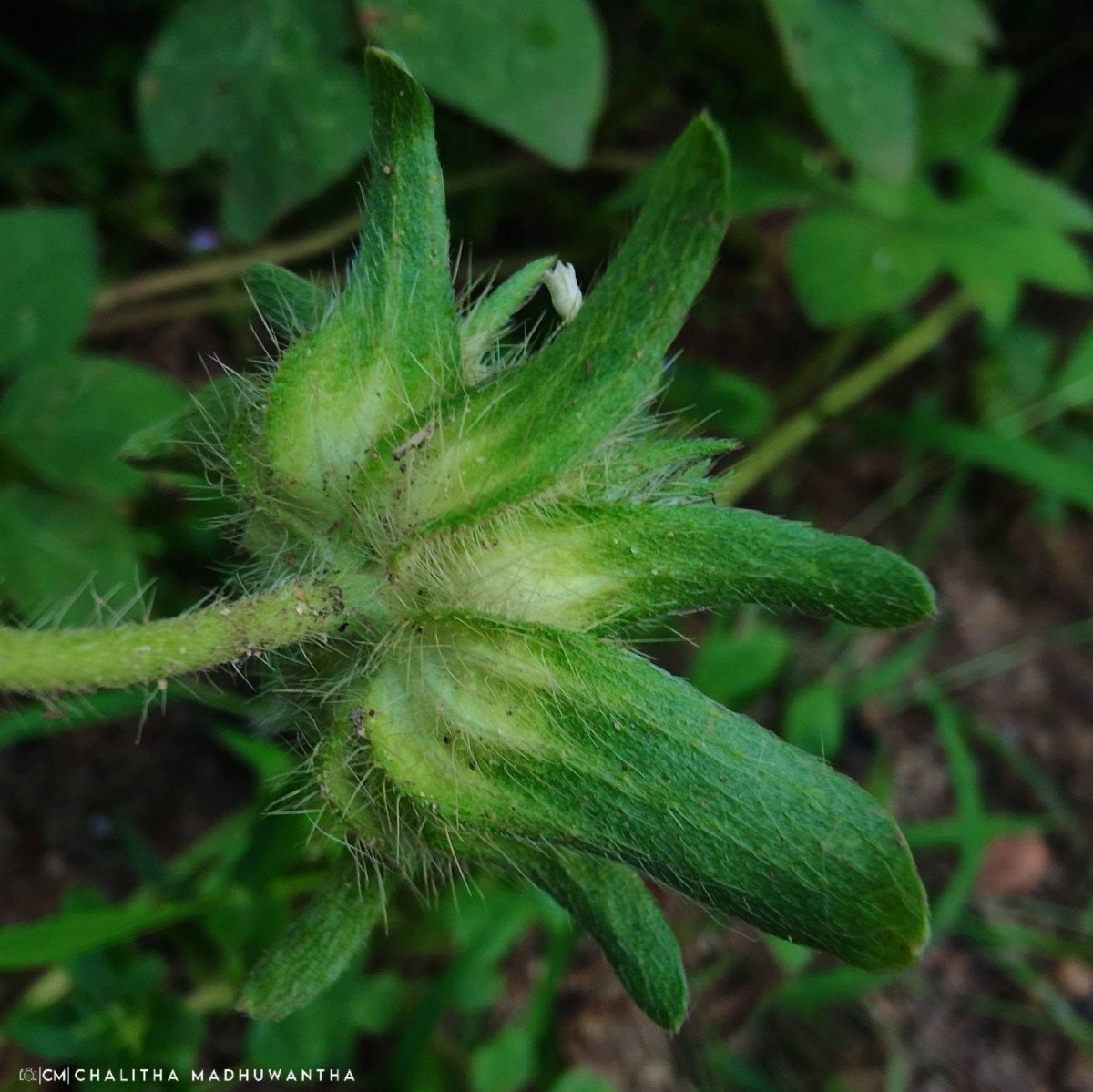 Ipomoea pes-tigridis L.