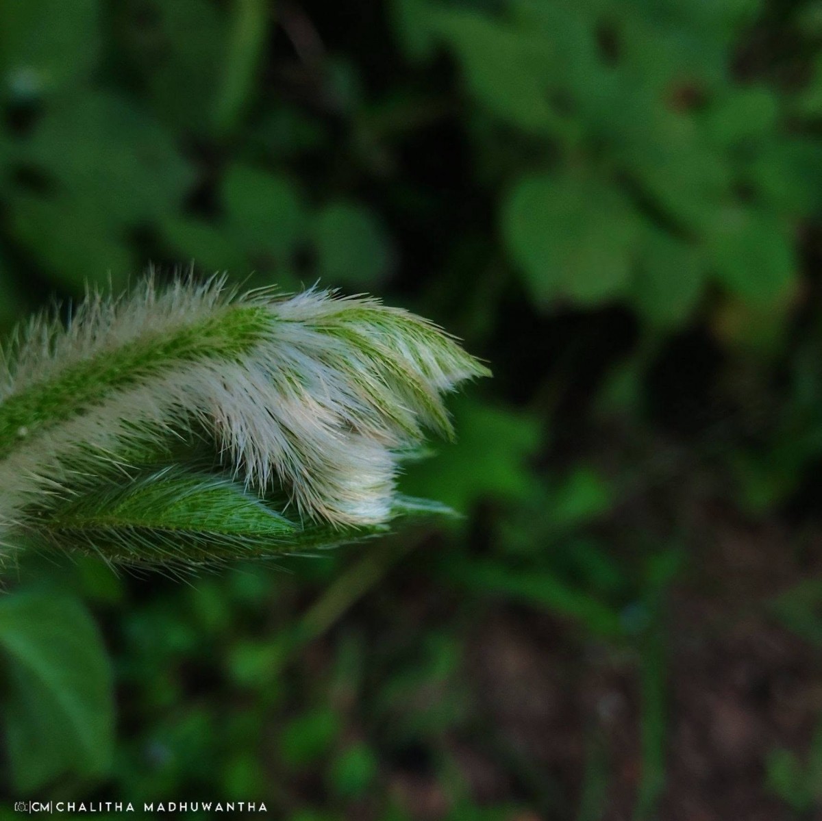 Ipomoea pes-tigridis L.