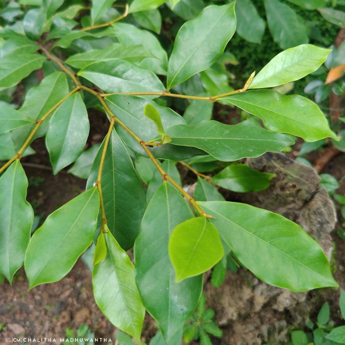 Magnolia figo (Lour.) DC.