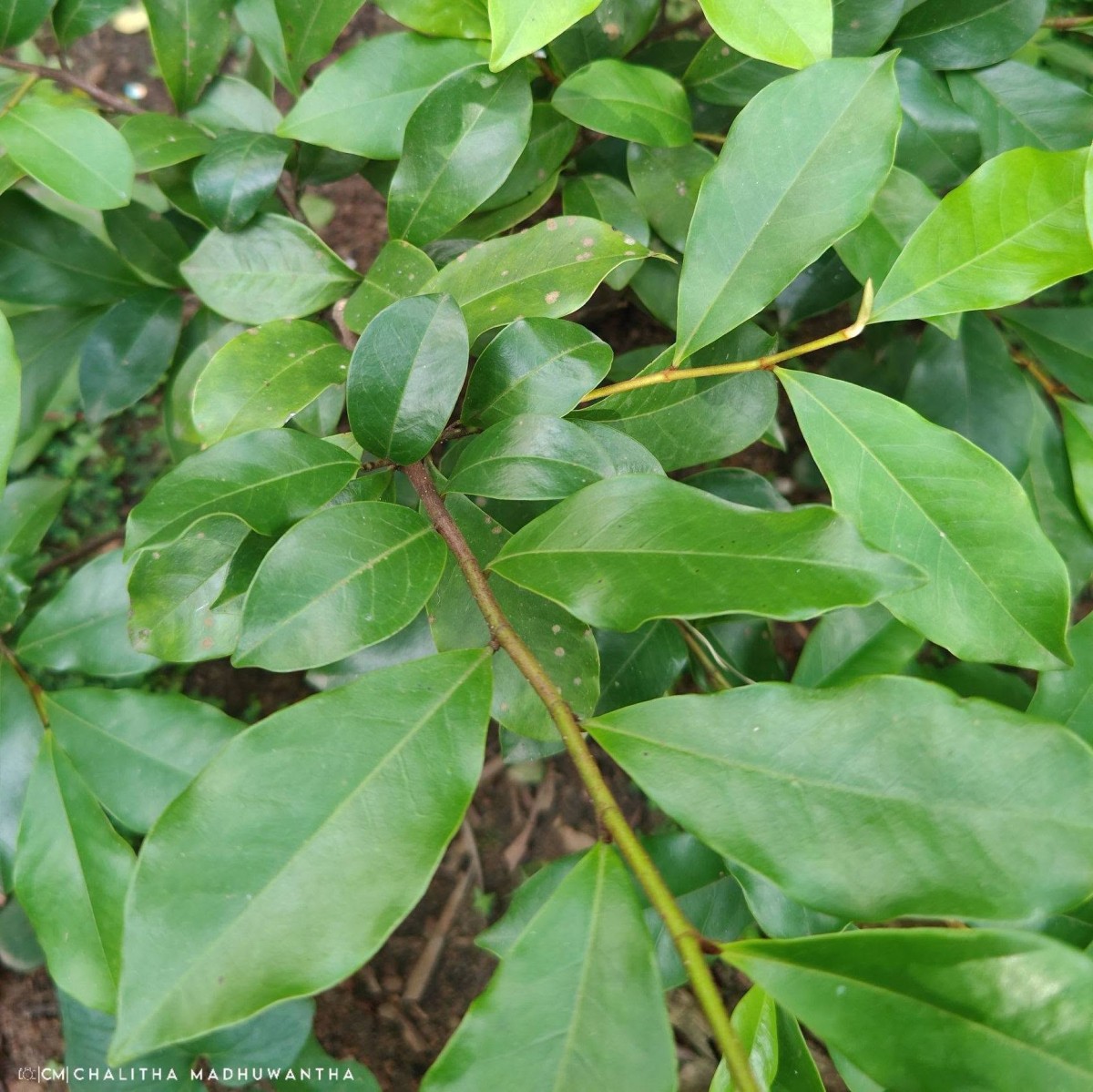 Magnolia figo (Lour.) DC.