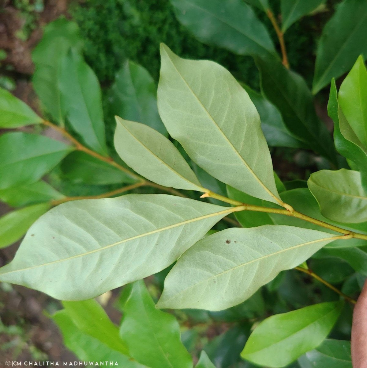 Magnolia figo (Lour.) DC.