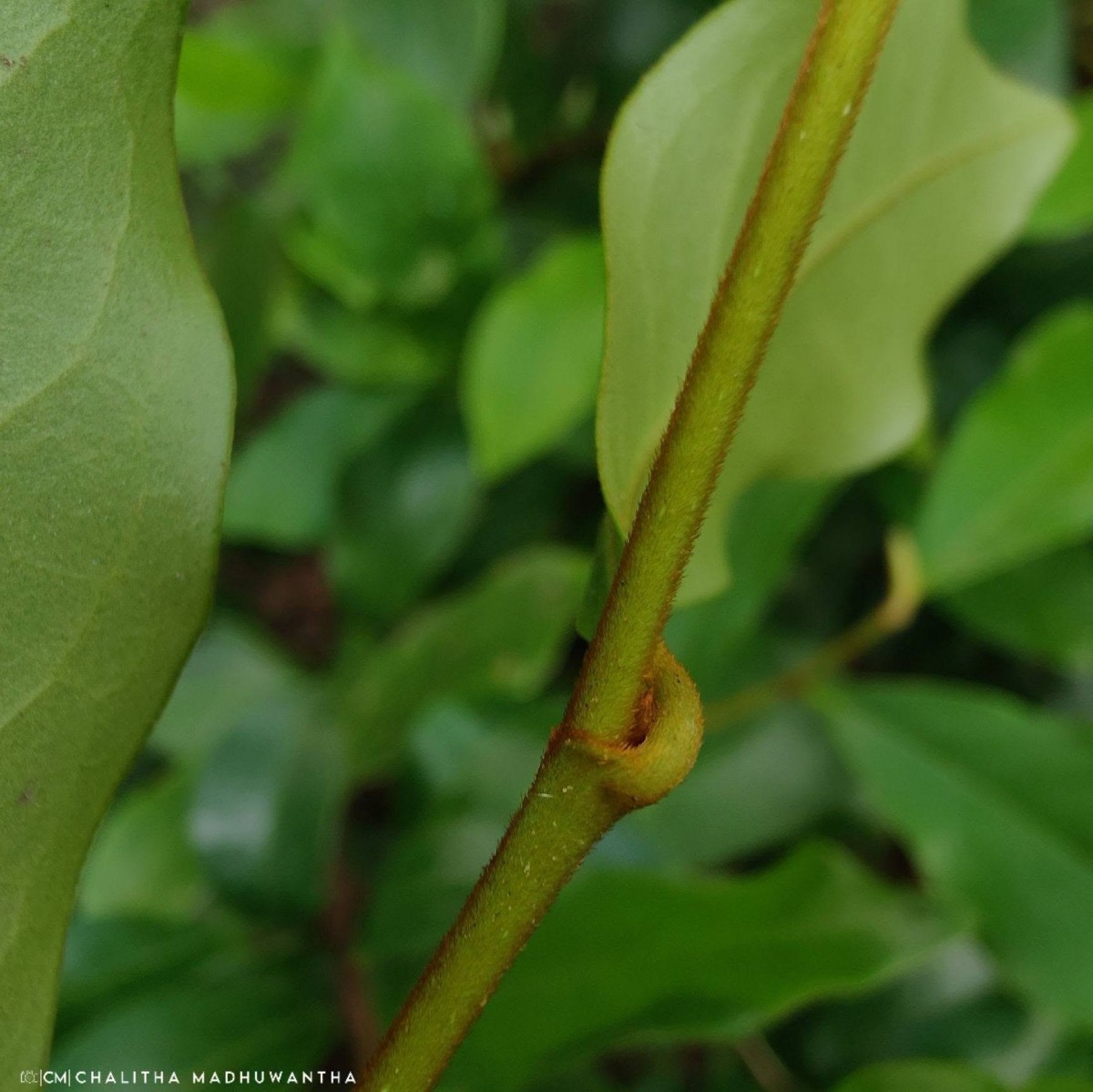 Magnolia figo (Lour.) DC.