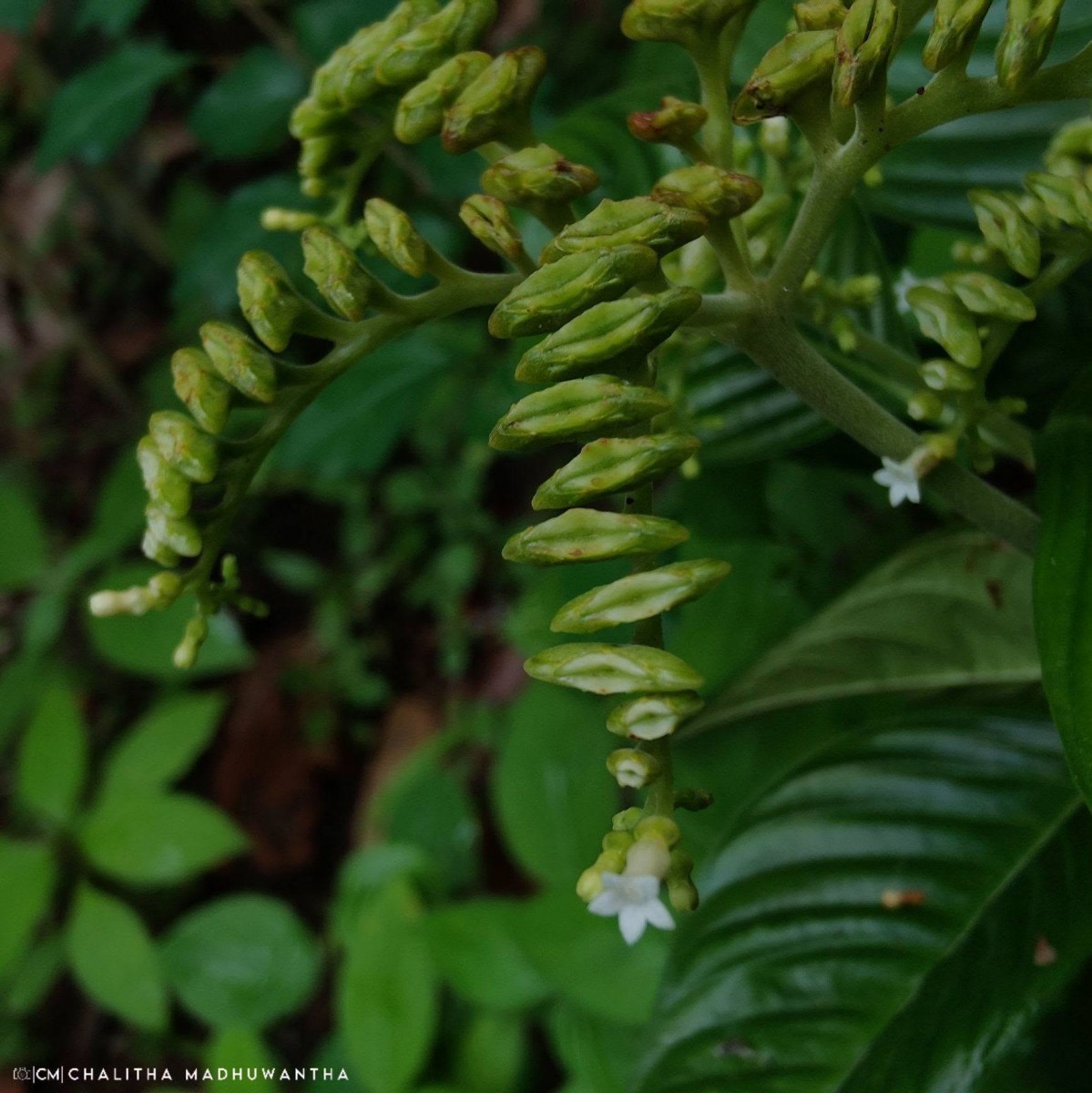 Ophiorrhiza mungos L.