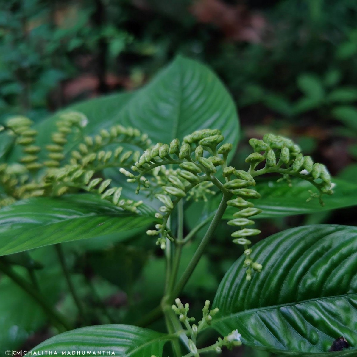 Ophiorrhiza mungos L.