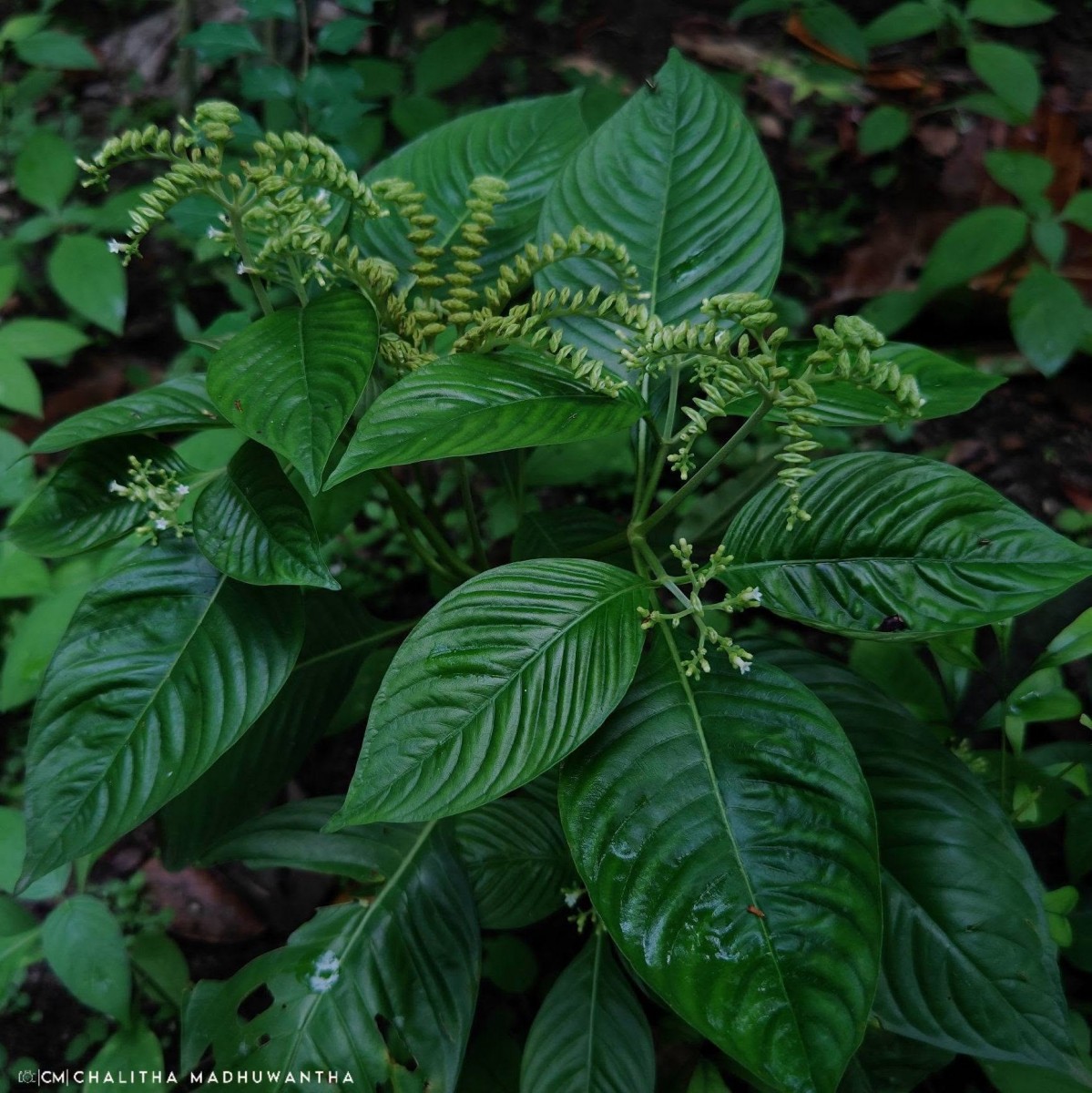 Ophiorrhiza mungos L.