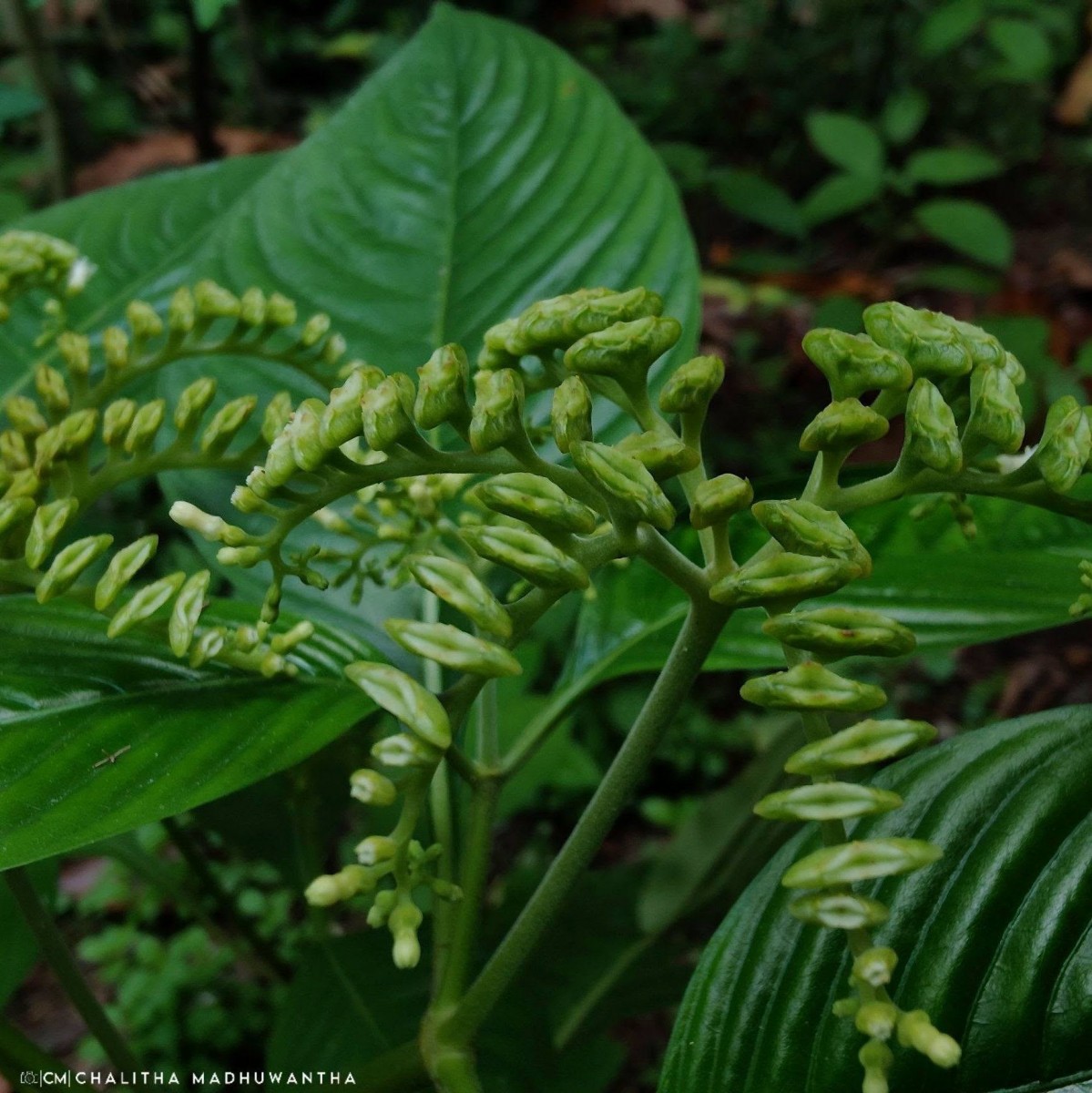 Ophiorrhiza mungos L.