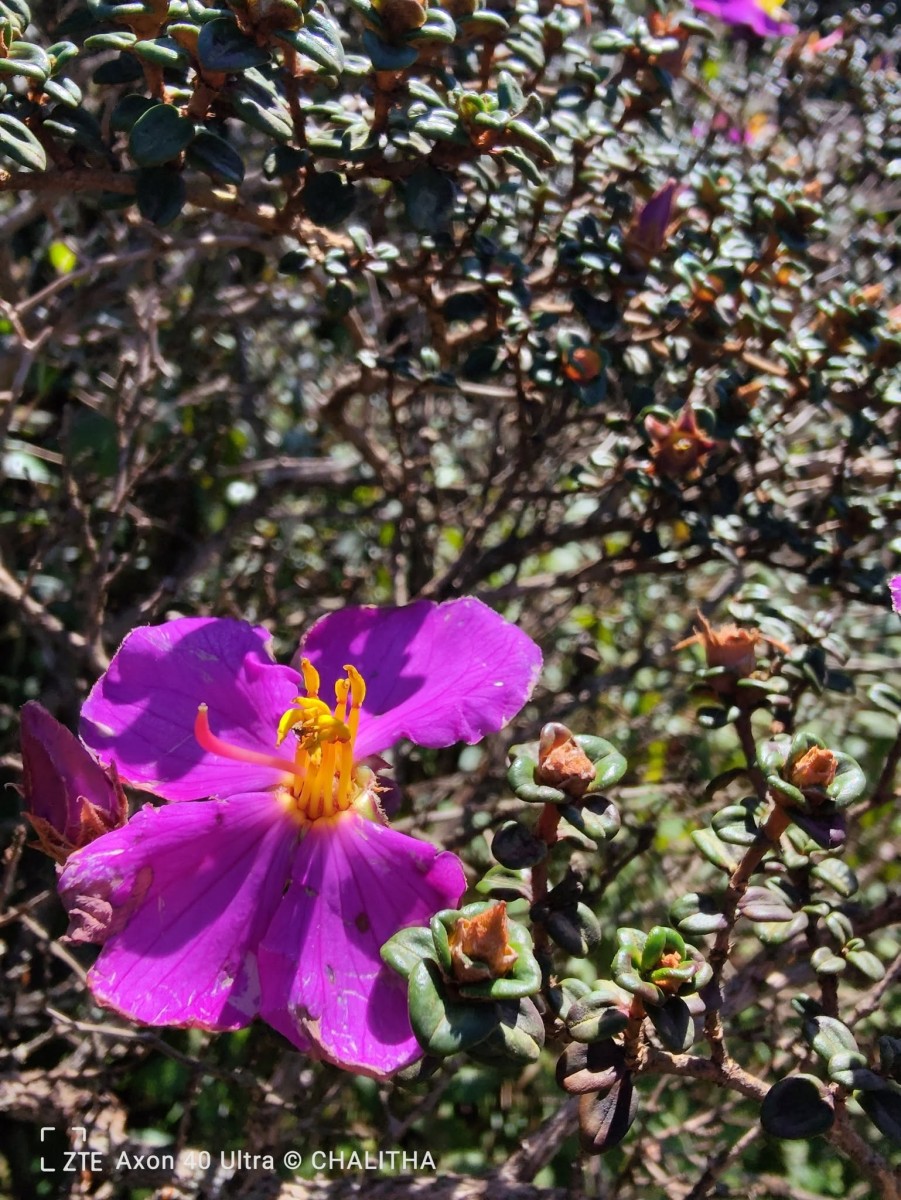 Osbeckia lanata Alston