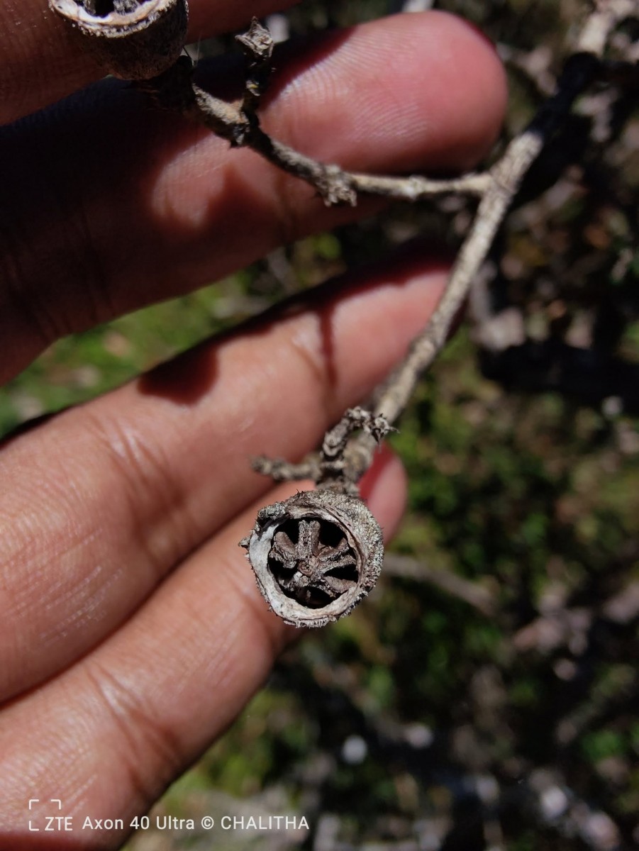 Osbeckia lanata Alston