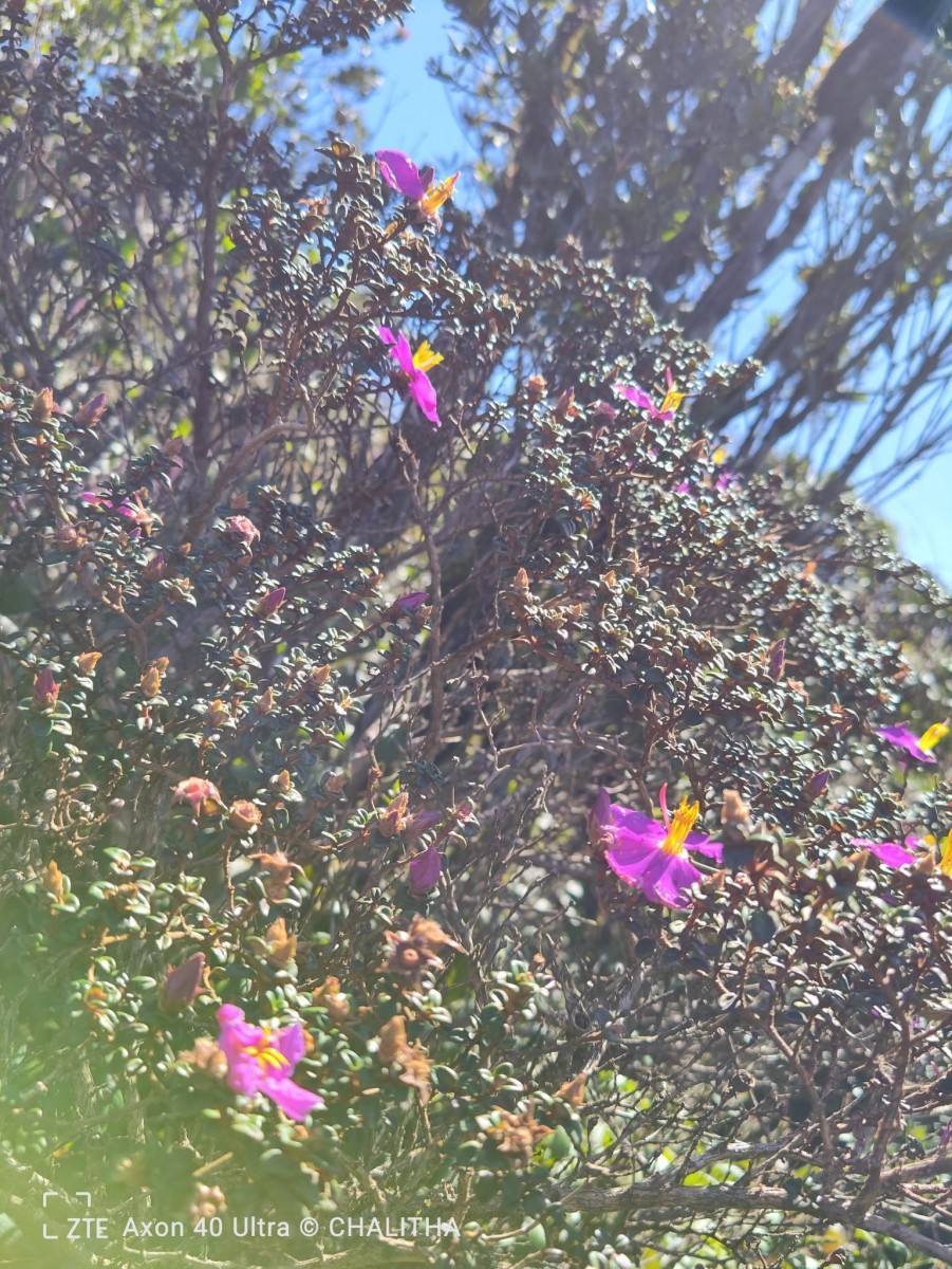 Osbeckia lanata Alston