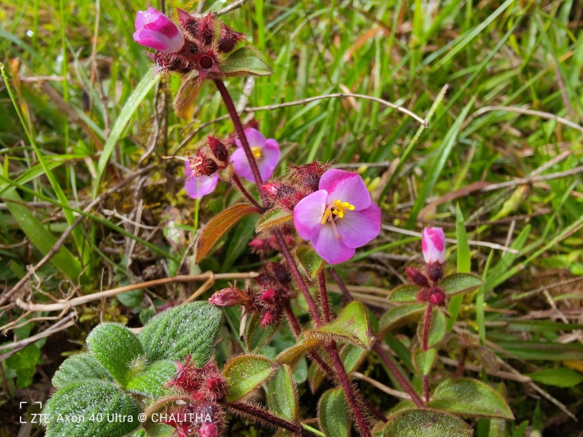 Osbeckia parvifolia Arn.