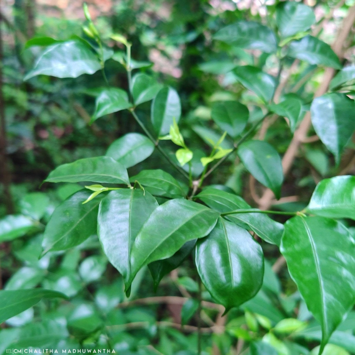 Petchia ceylanica (Wight) Livera