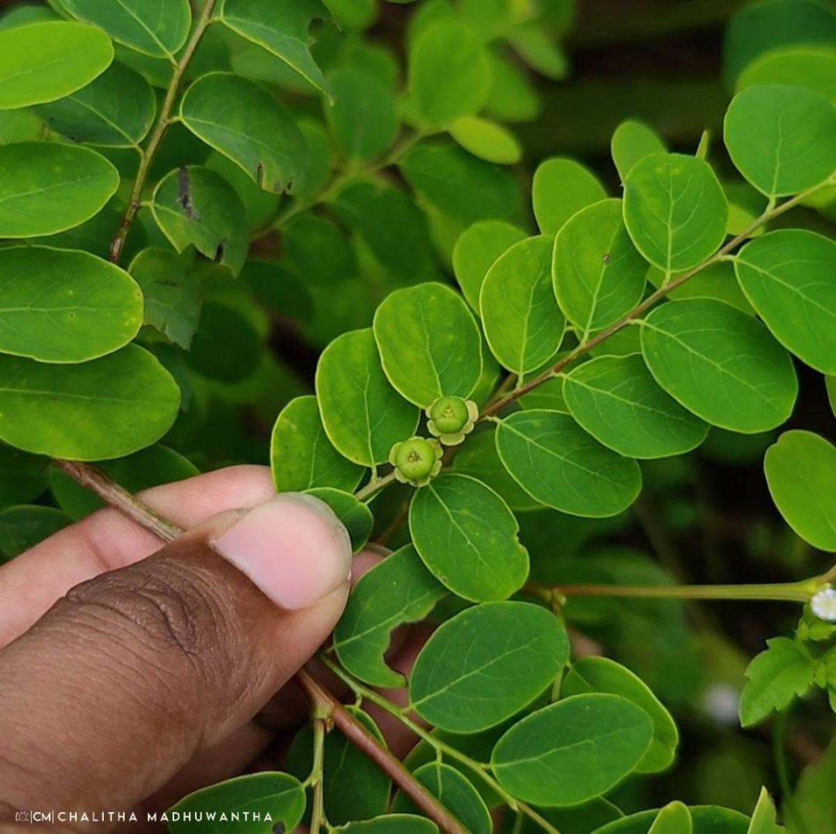 Phyllanthus retusus Dennst.