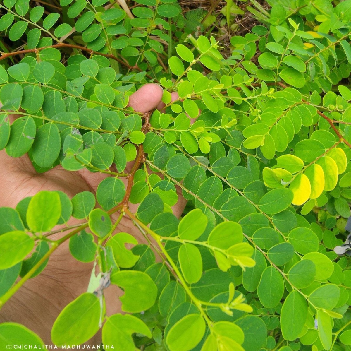 Phyllanthus retusus Dennst.