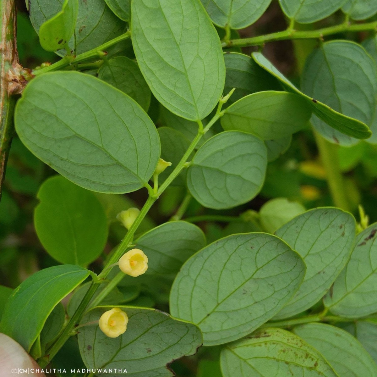 Phyllanthus retusus Dennst.