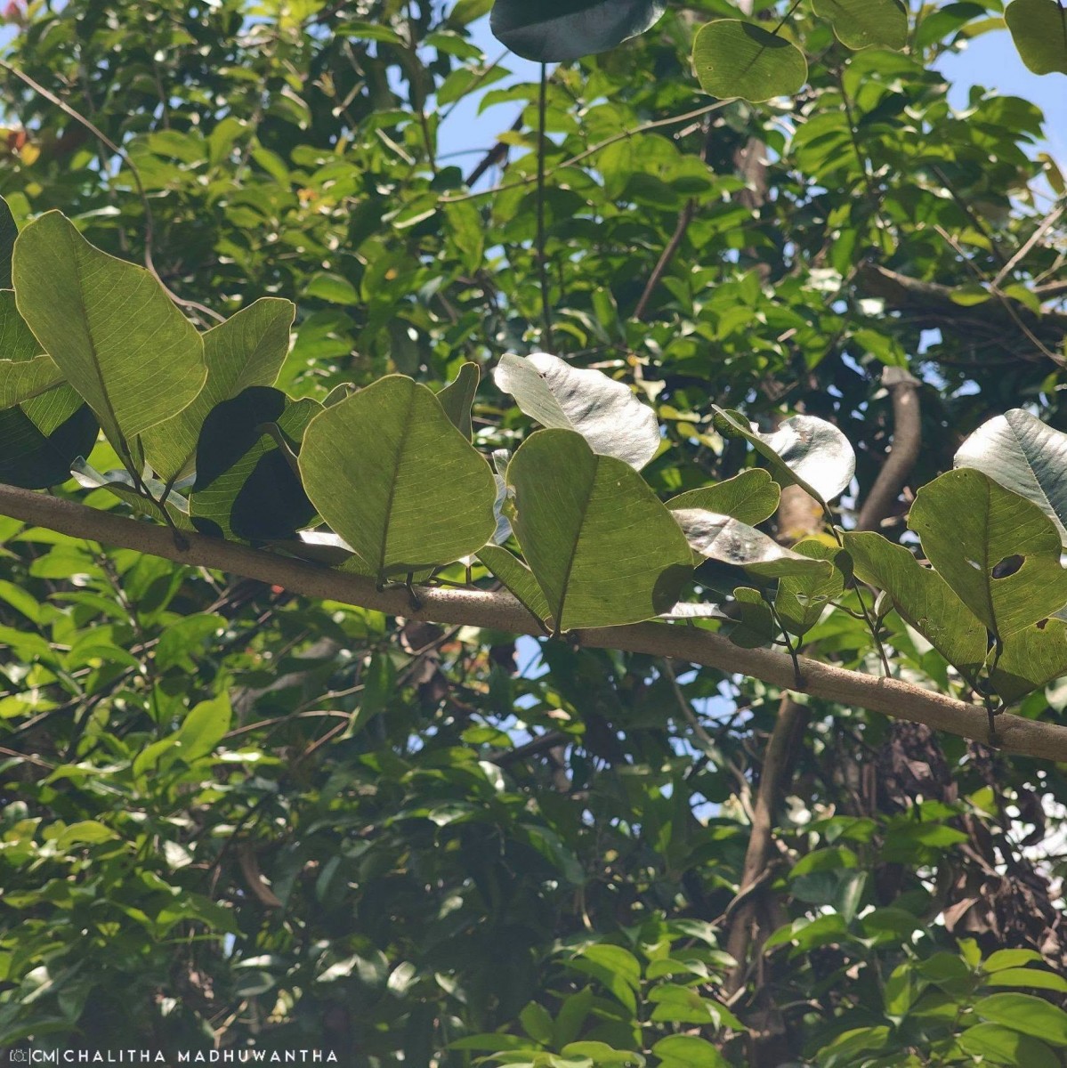 Pterocarpus santalinus L.f.