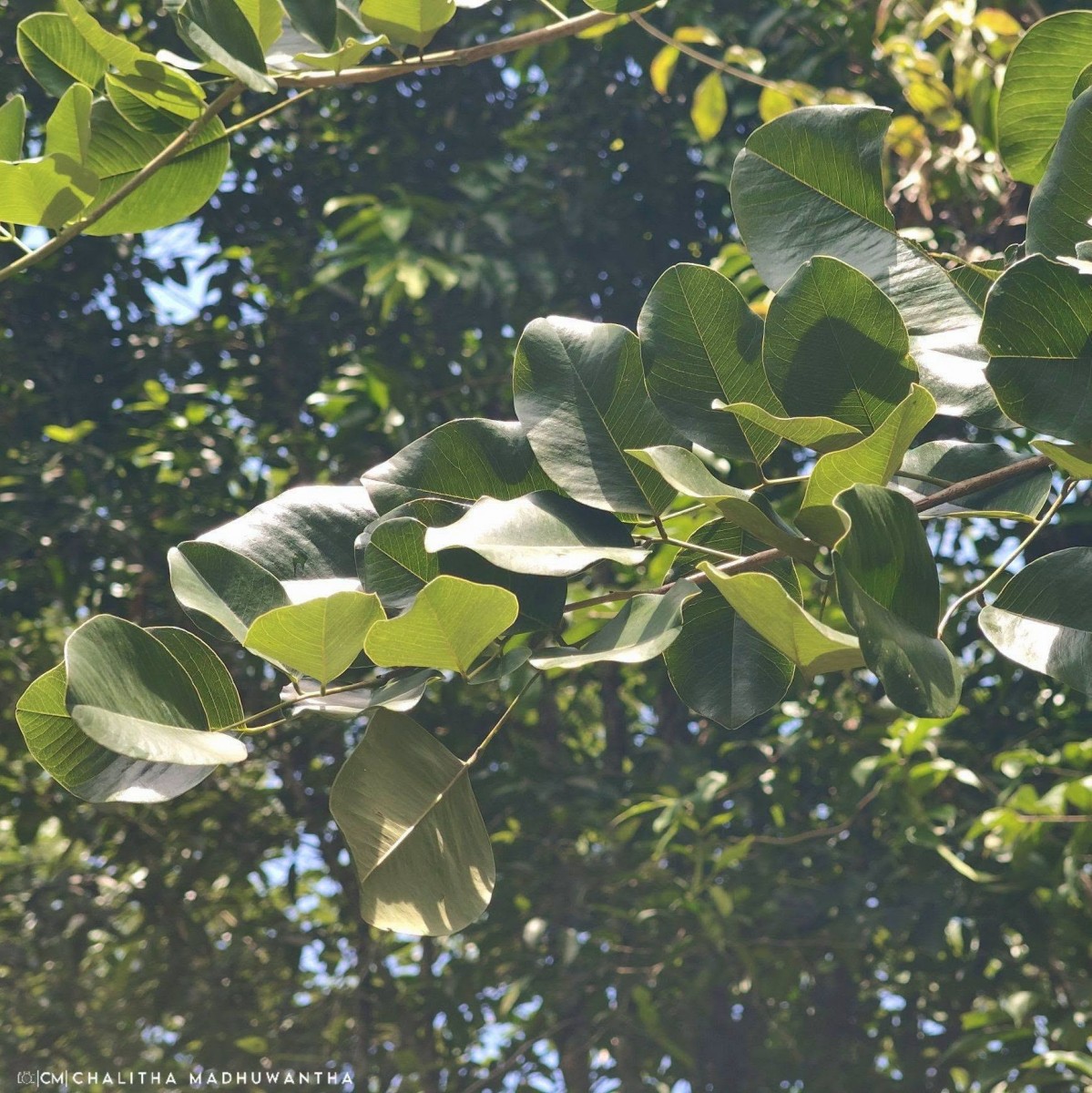 Pterocarpus santalinus L.f.