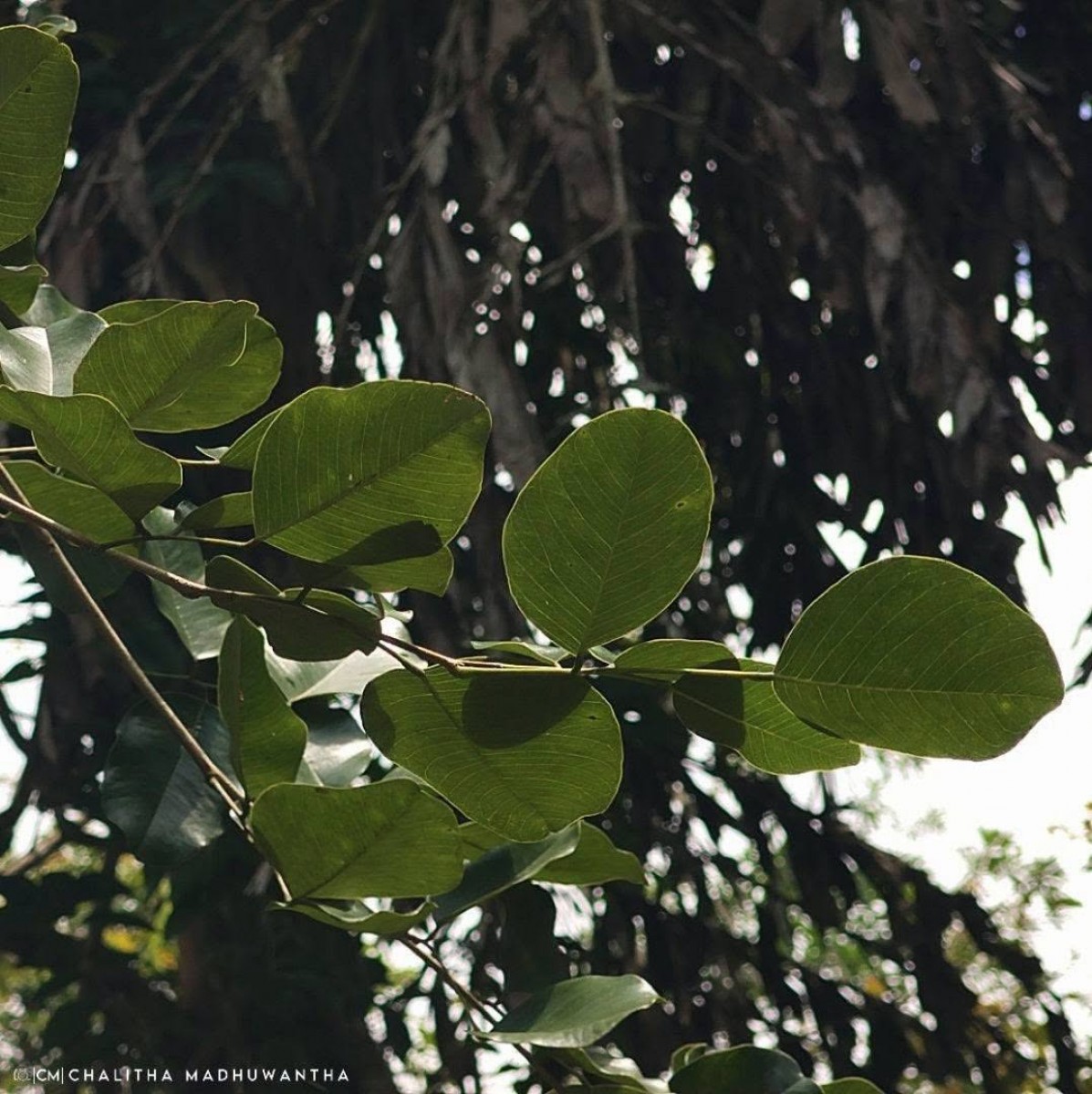 Pterocarpus santalinus L.f.