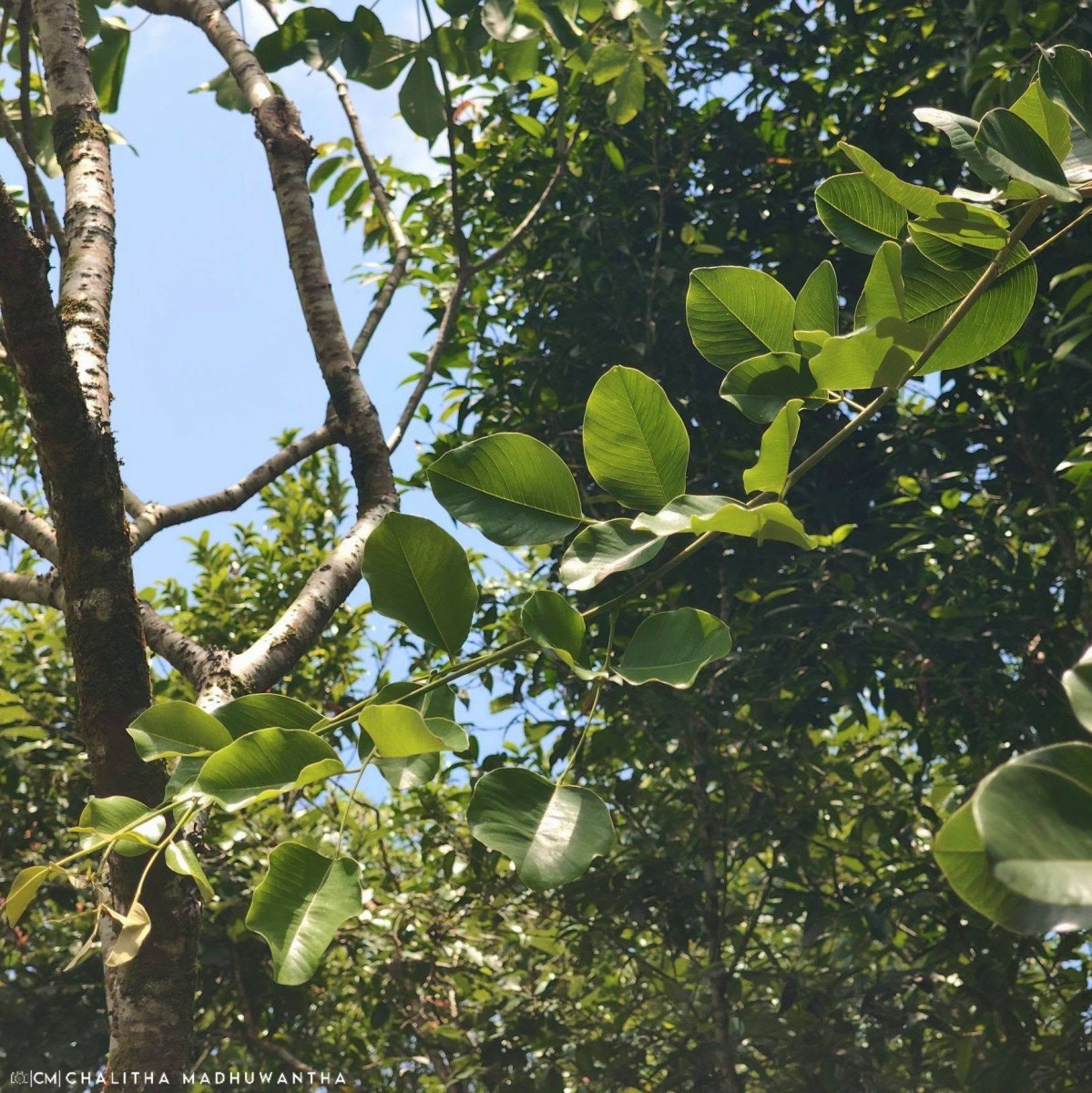 Pterocarpus santalinus L.f.
