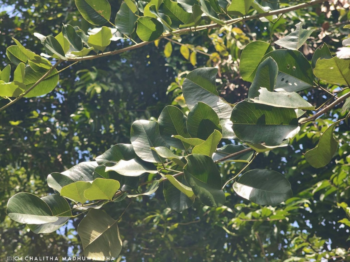 Pterocarpus santalinus L.f.
