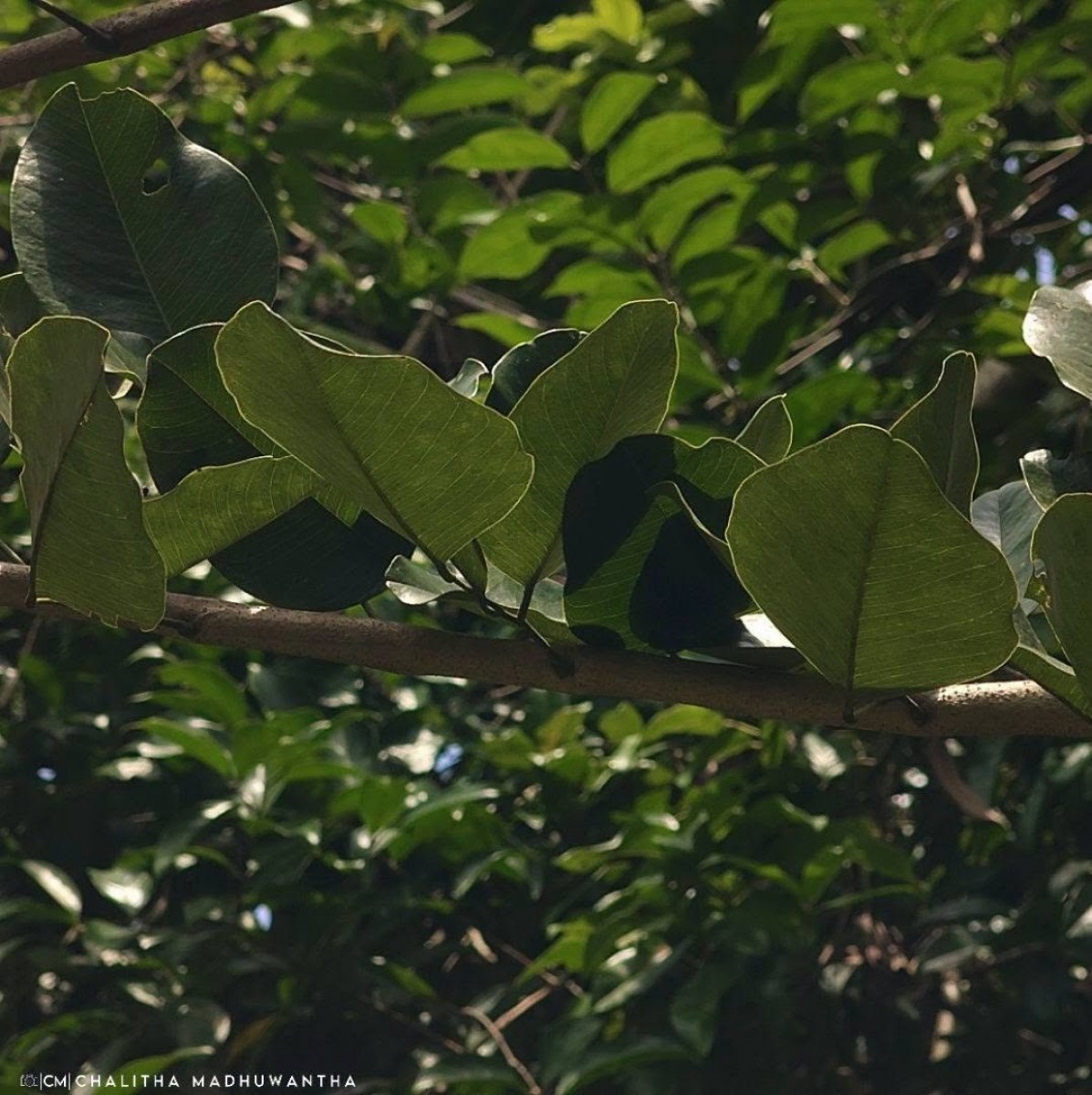 Pterocarpus santalinus L.f.