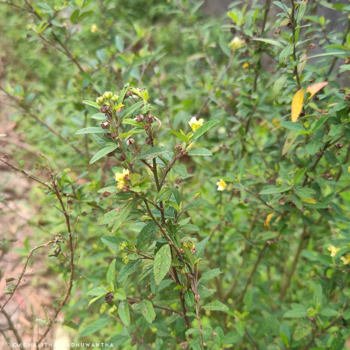 Sida rhombifolia L.
