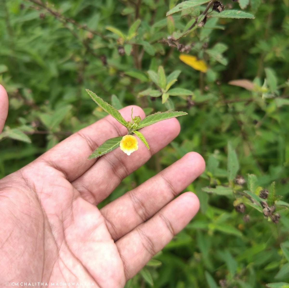Sida rhombifolia L.