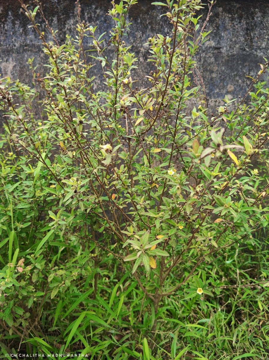 Sida rhombifolia L.