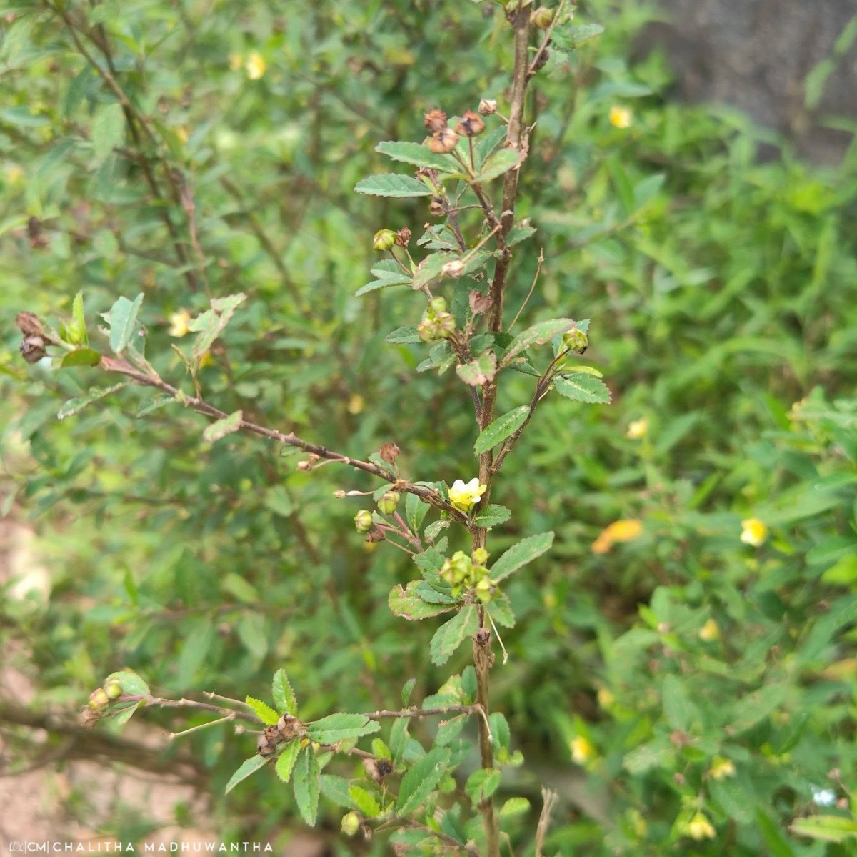 Sida rhombifolia L.