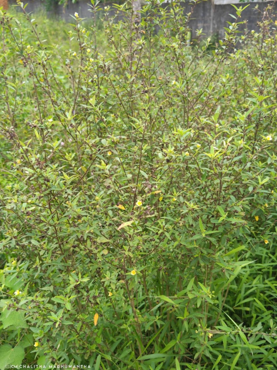 Sida rhombifolia L.