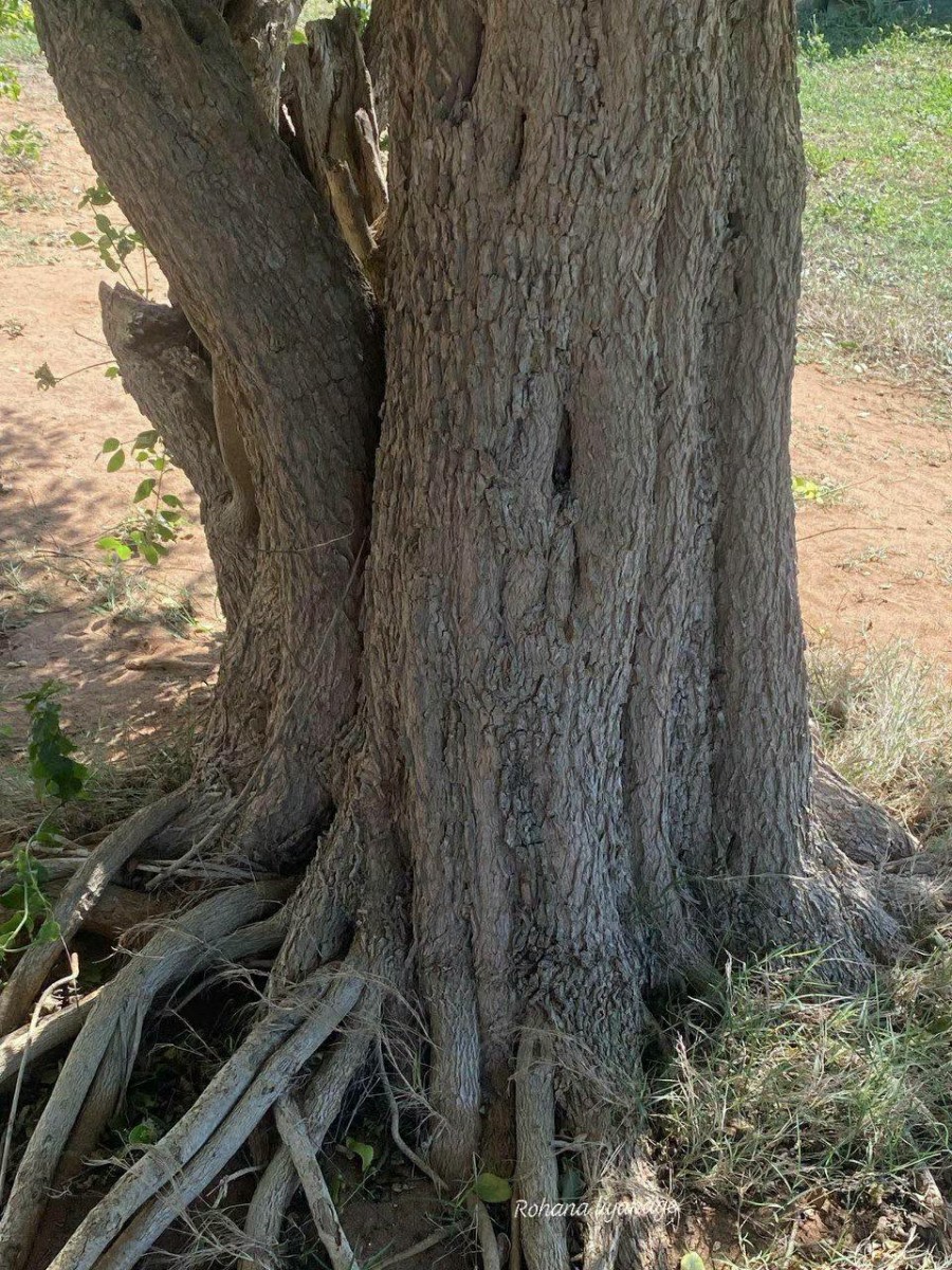 Salvadora persica L.