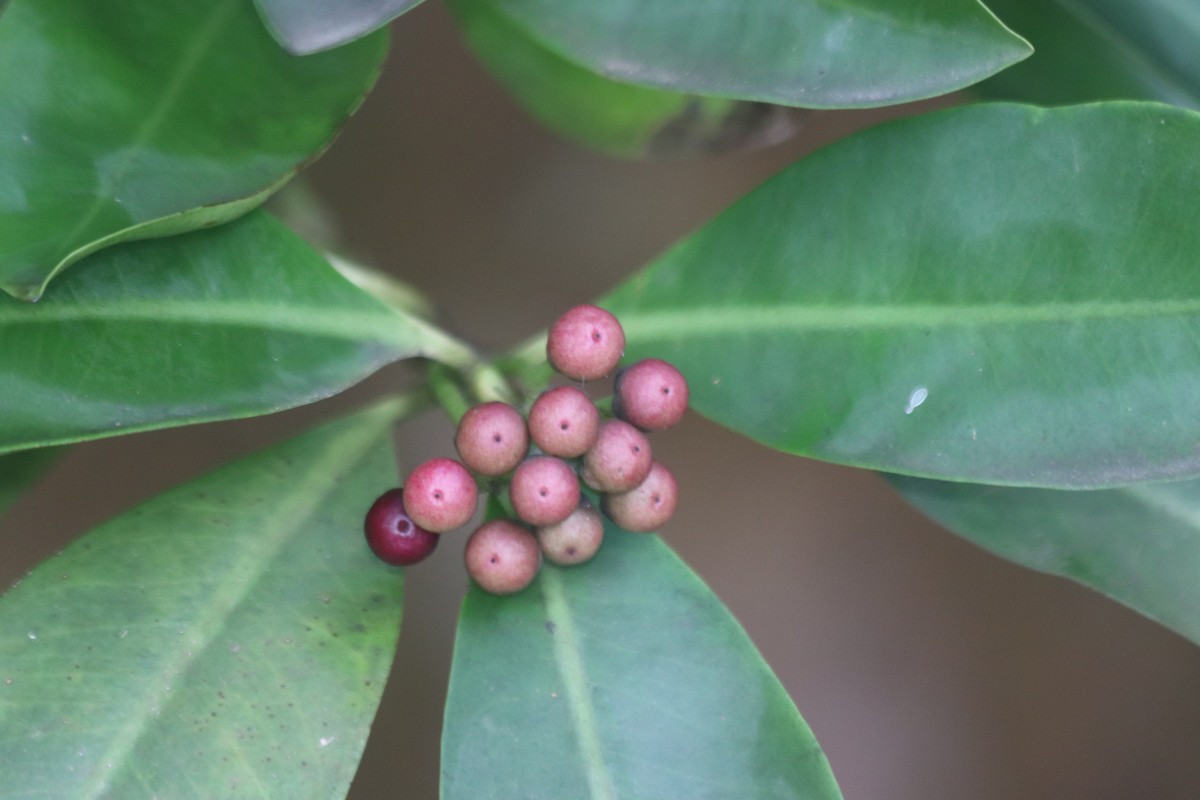 Ardisia elliptica Thunb.