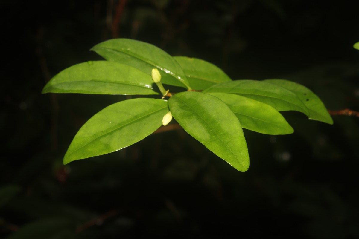 Coffea travancorensis Wight & Arn.