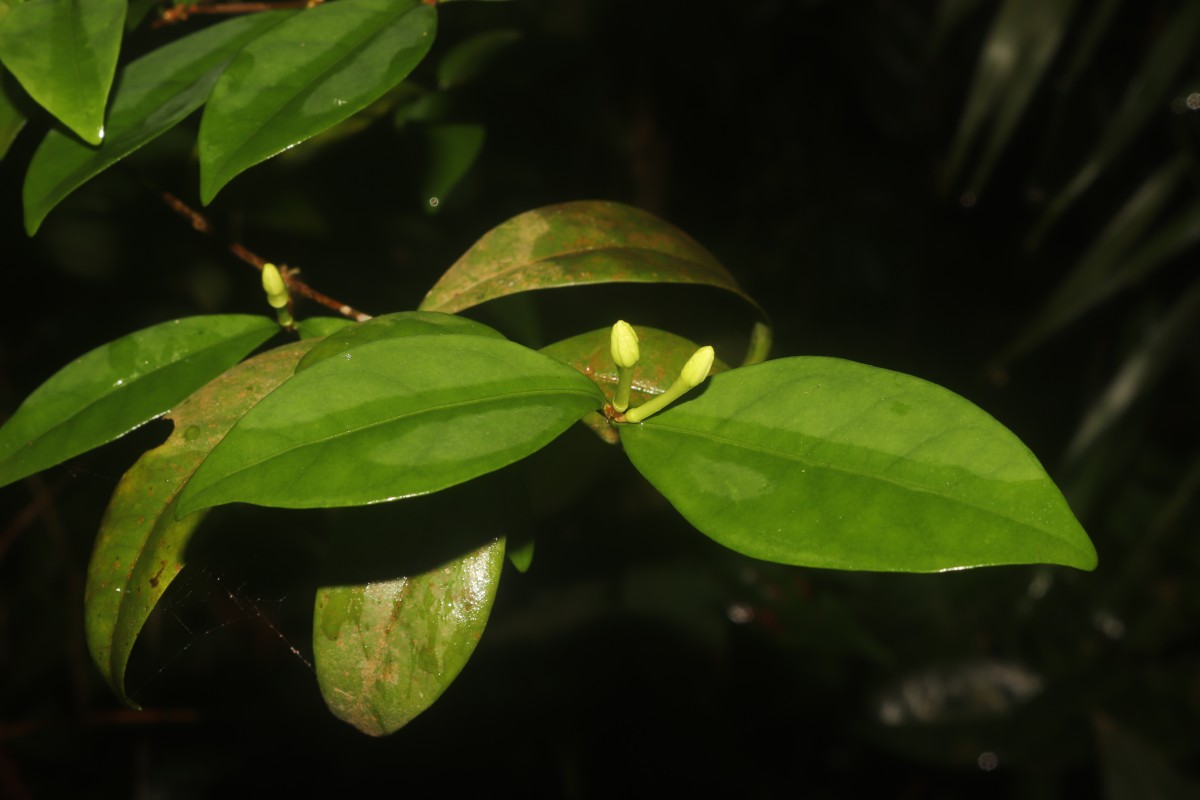 Coffea travancorensis Wight & Arn.