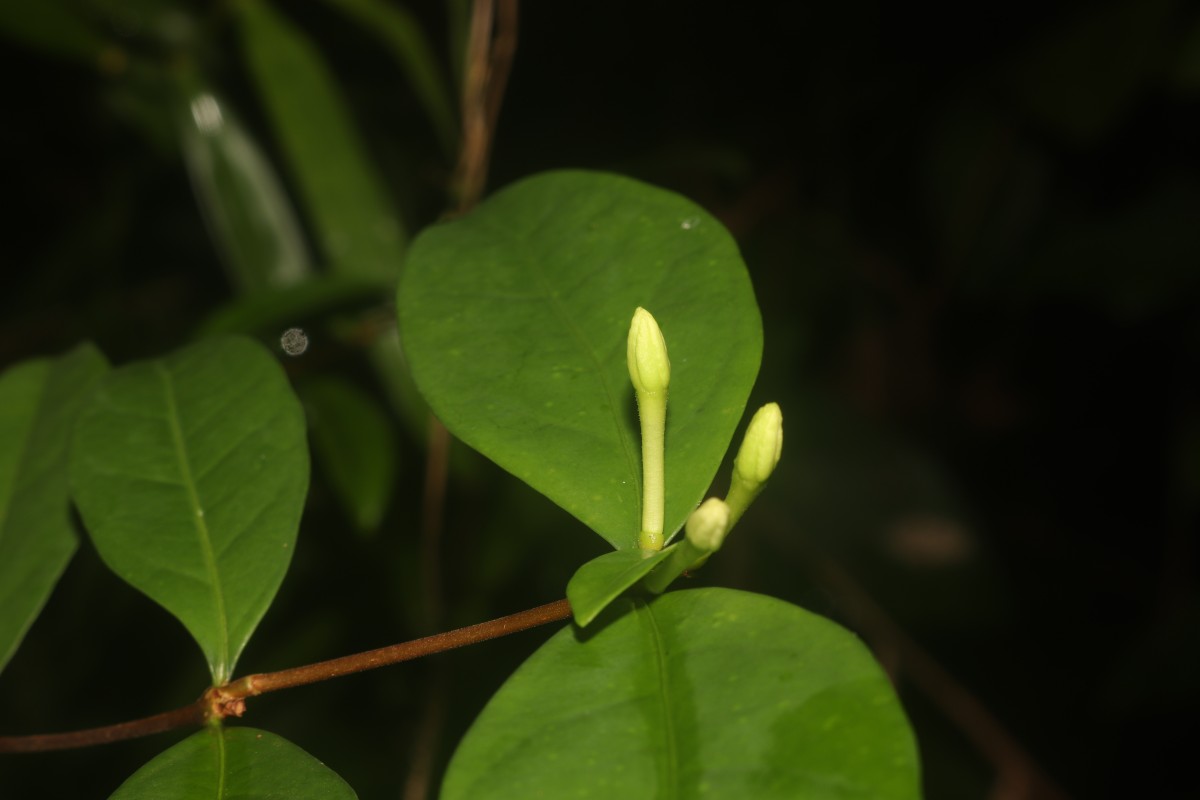 Coffea travancorensis Wight & Arn.