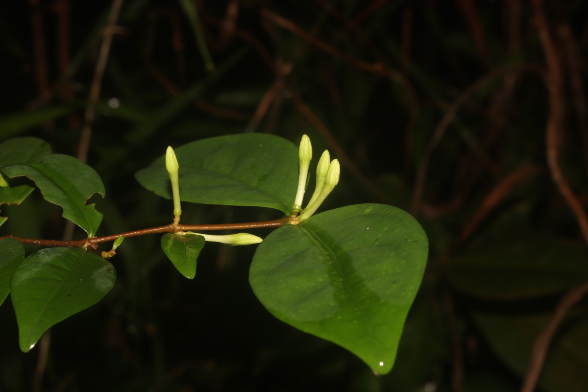 Coffea travancorensis Wight & Arn.