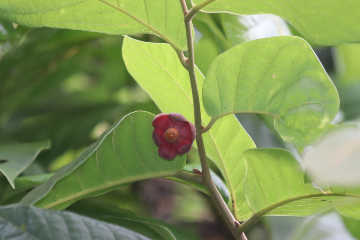 Uvaria littoralis (Blume) Blume