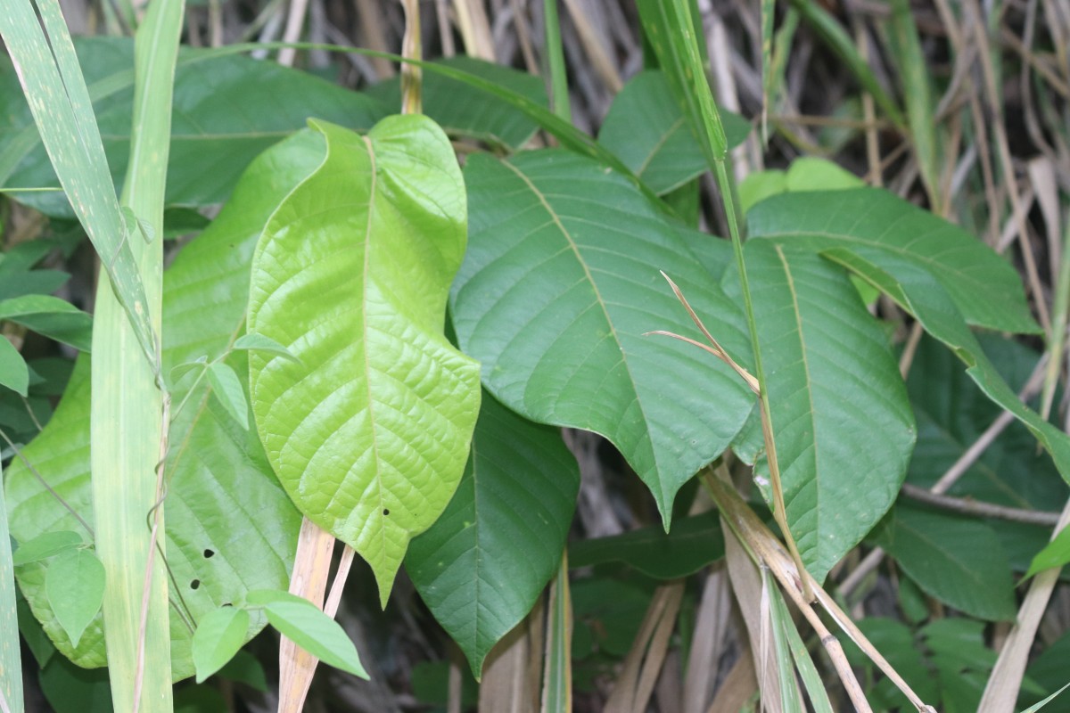 Uvaria littoralis (Blume) Blume