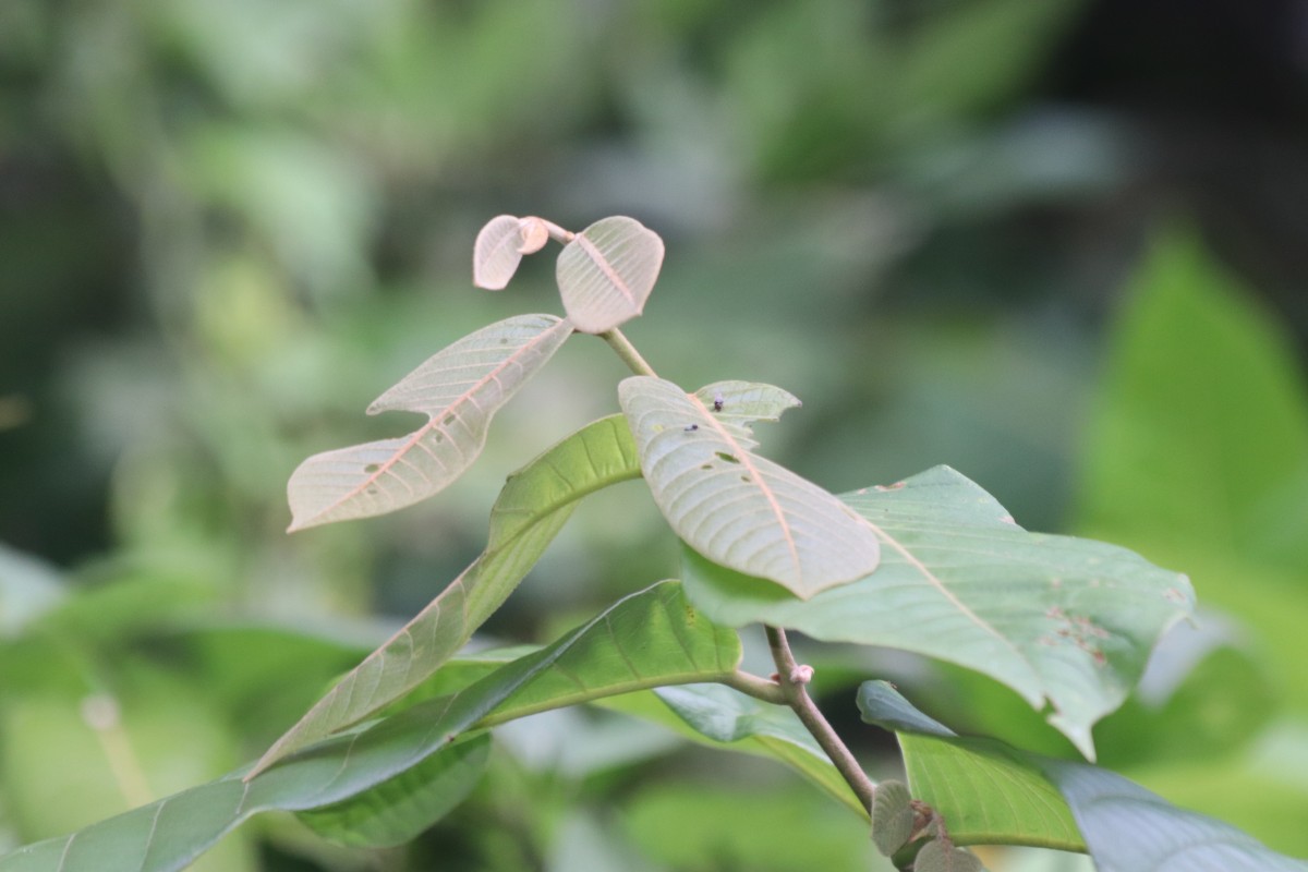 Uvaria littoralis (Blume) Blume