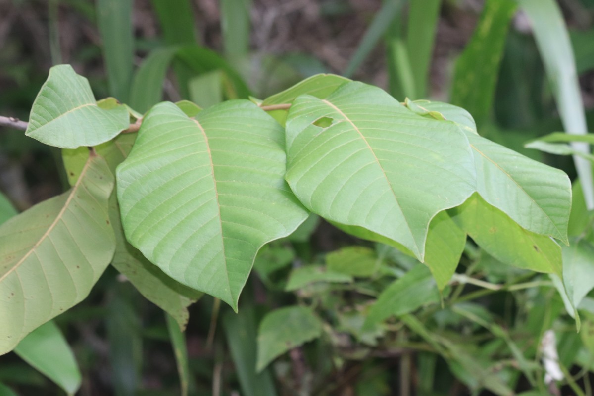 Uvaria littoralis (Blume) Blume